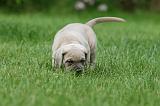 CANE CORSO 1057